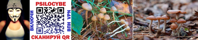 Купить где  Майский  Галлюциногенные грибы Psilocybe 